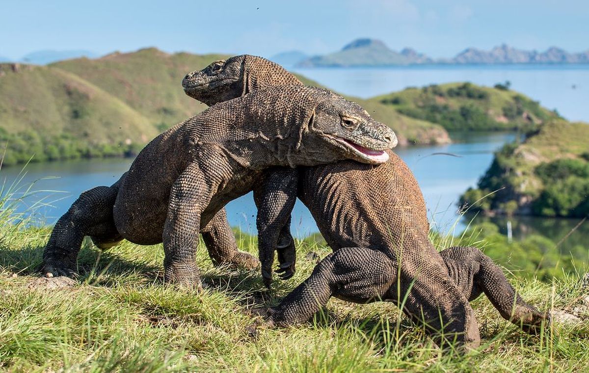 Pulau Komodo