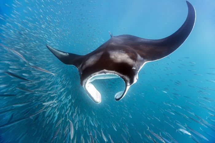 Manta Point