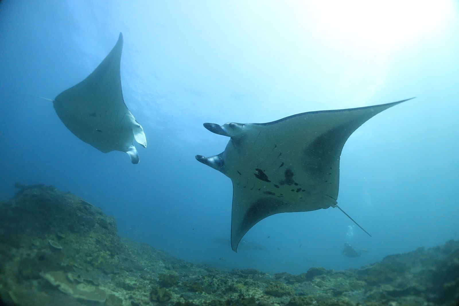 manta point